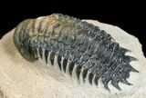 Nice Inch Crotalocephalina Trilobite #4935-2